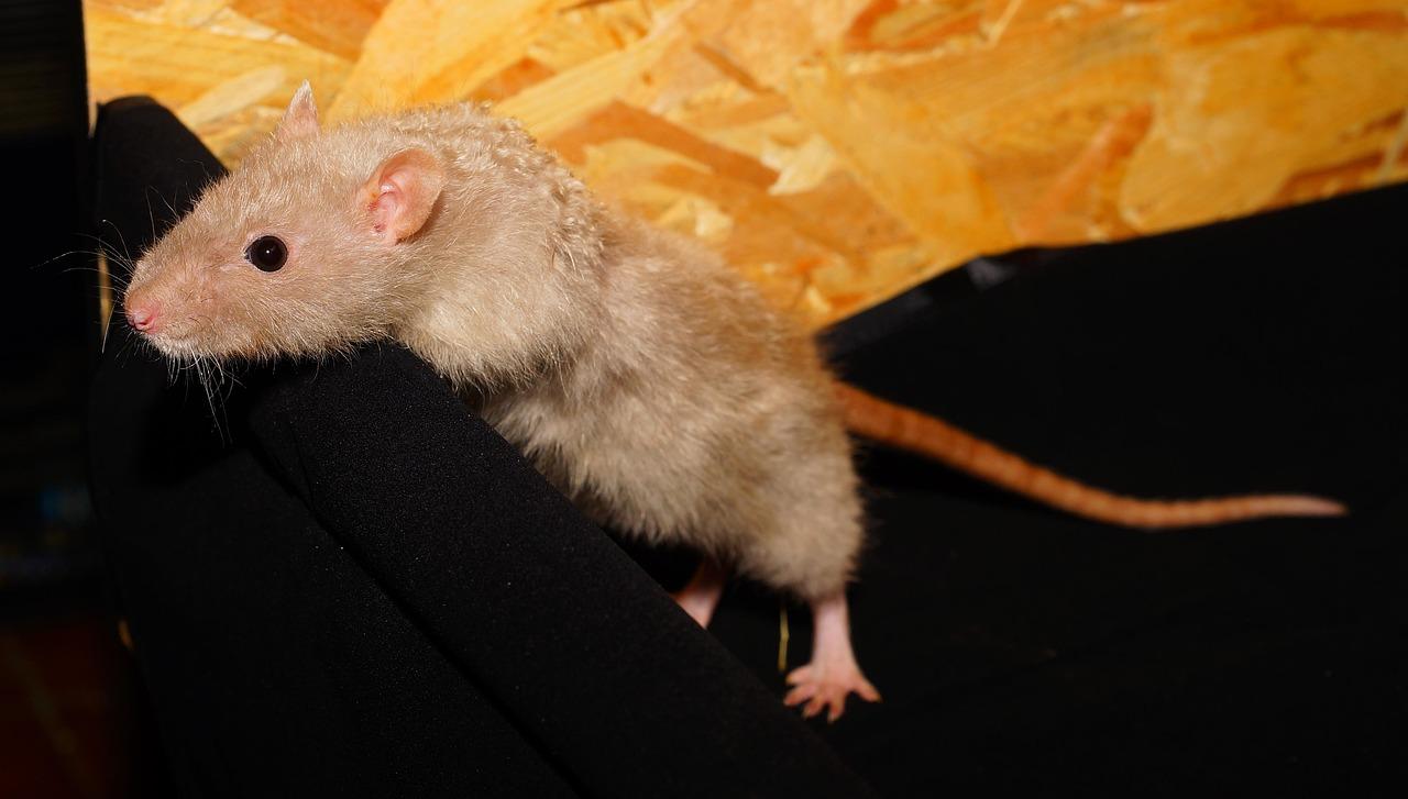 Do rats like cinnamon 