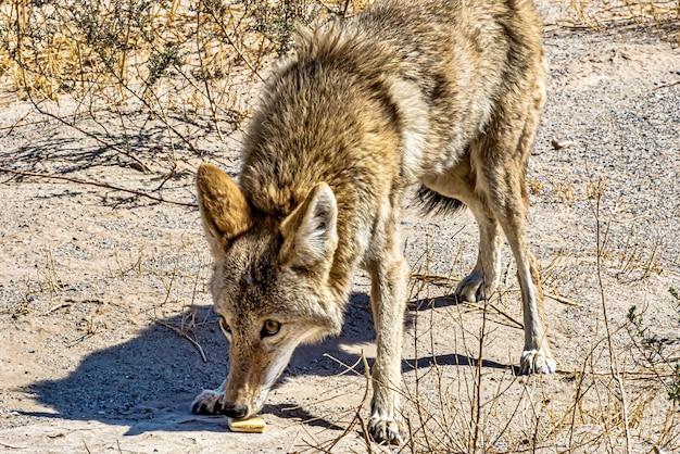 How far away can coyotes smell food 