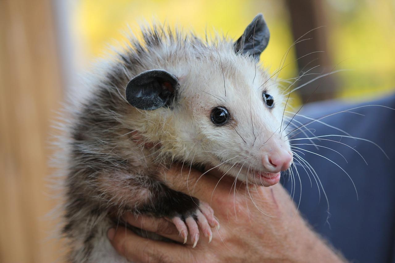 How far do possums travel from their home 