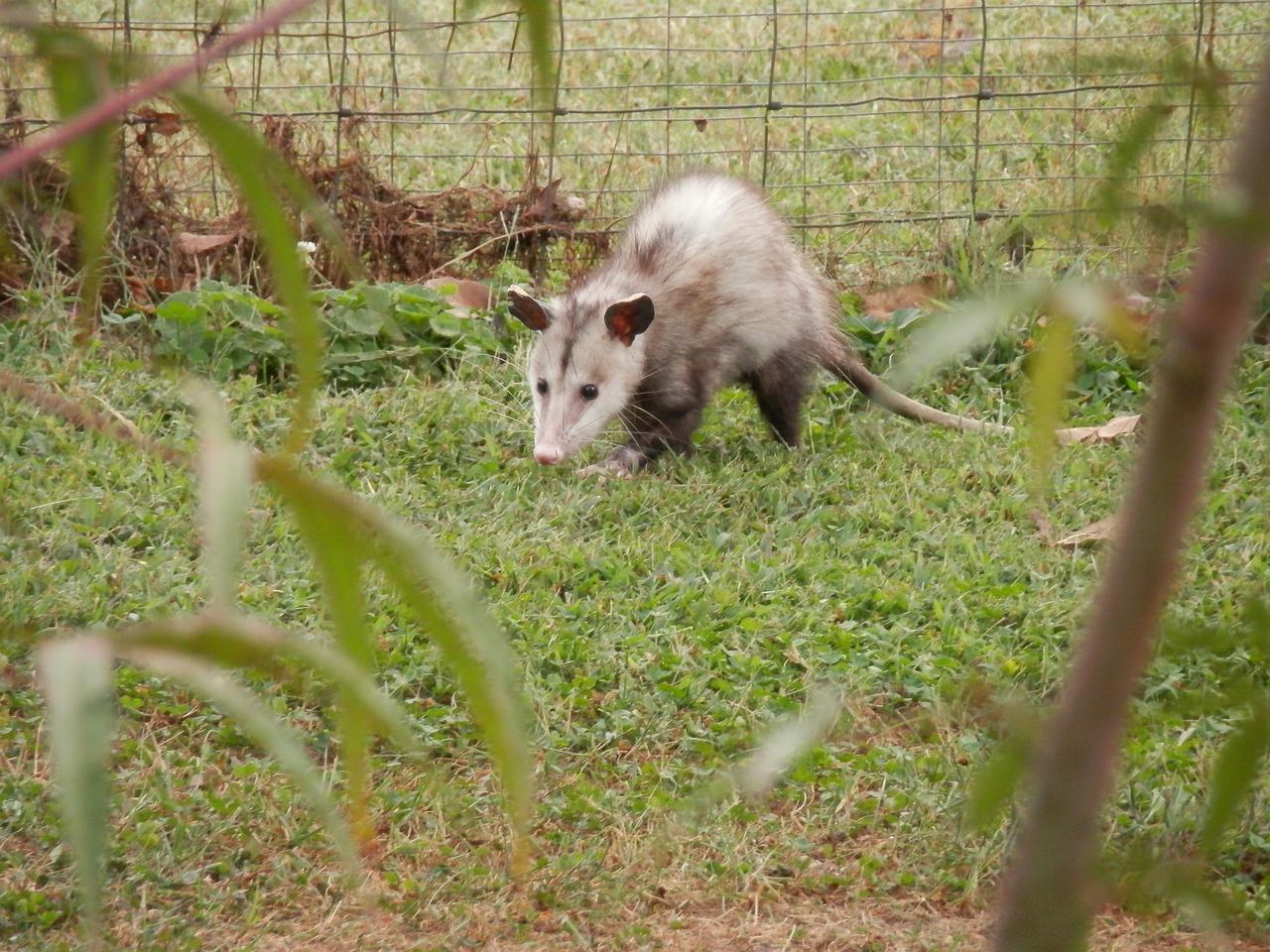 How far do possums travel from their home 