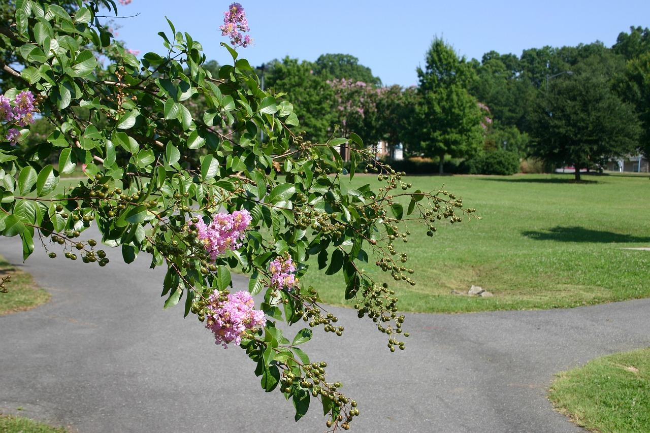 How far from a fence should you plant a crepe myrtle? 