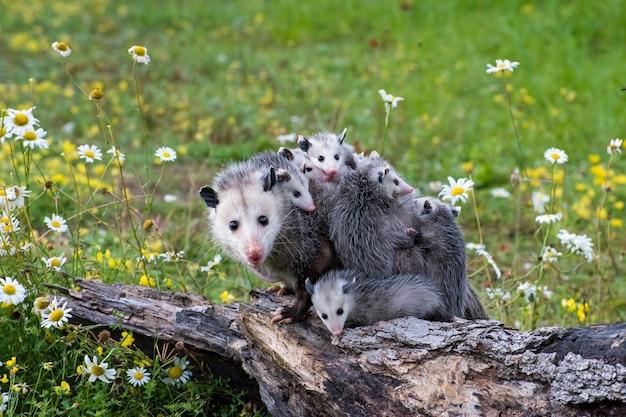 How far will a possum travel 