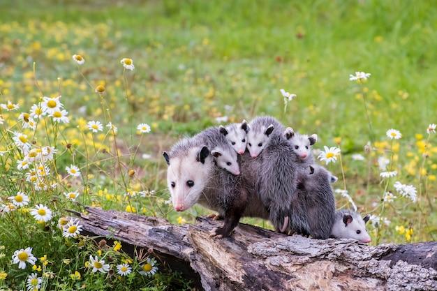 How far will a possum travel 