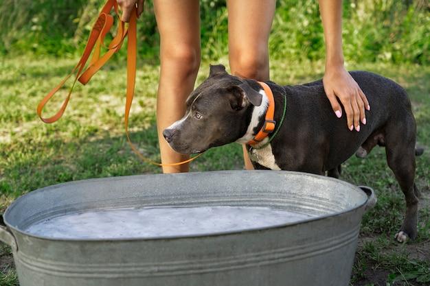 How long after drinking water do dogs pee 
