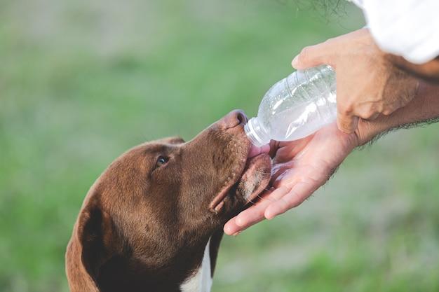 How long after drinking water do dogs pee 