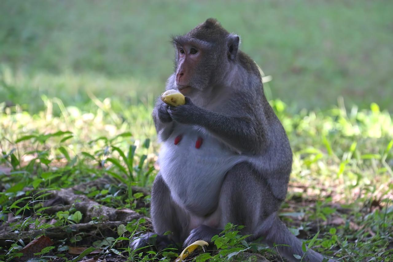 How long are monkeys pregnant 