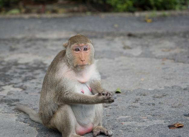 How long are monkeys pregnant 