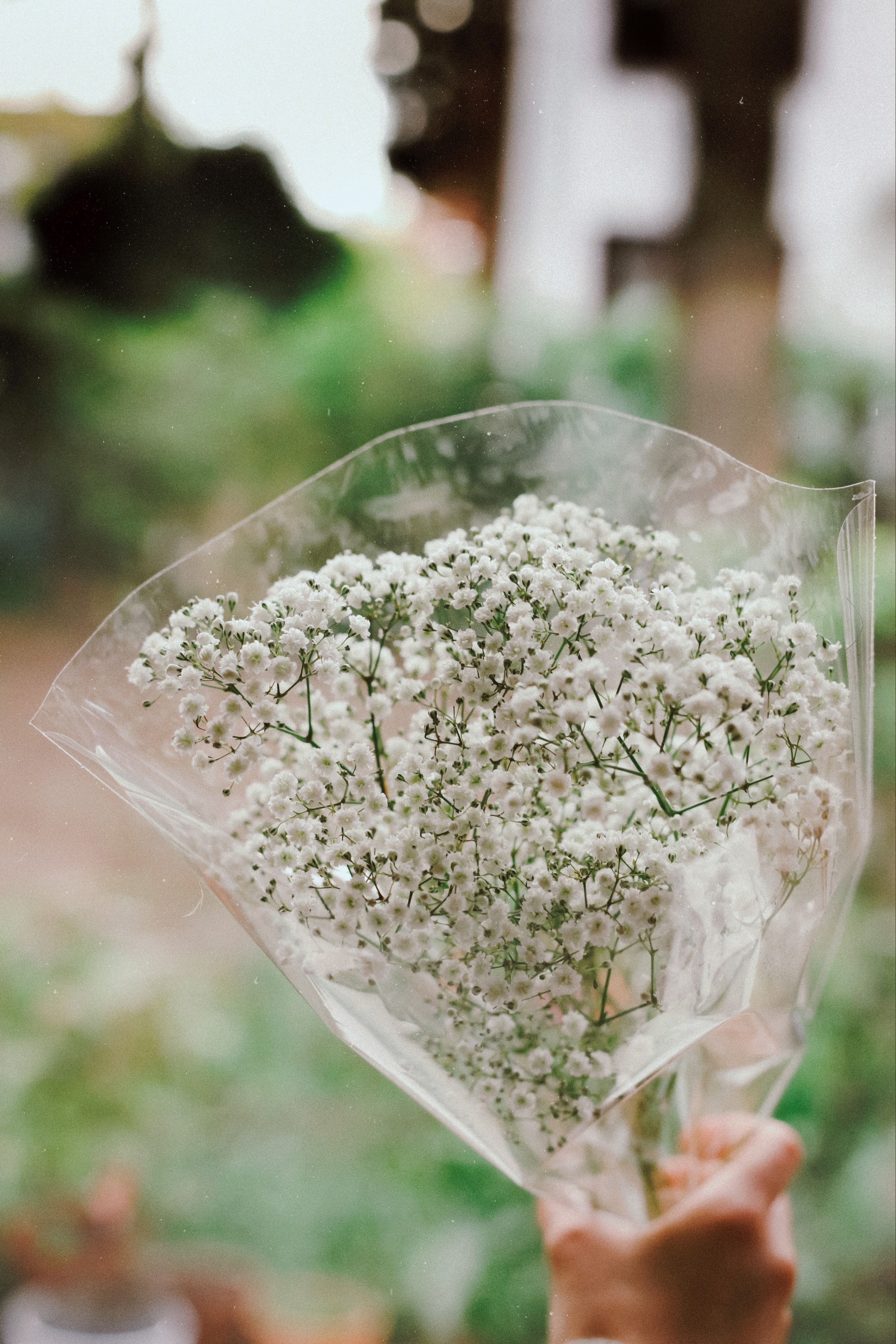 How long can baby's breath live without water? 