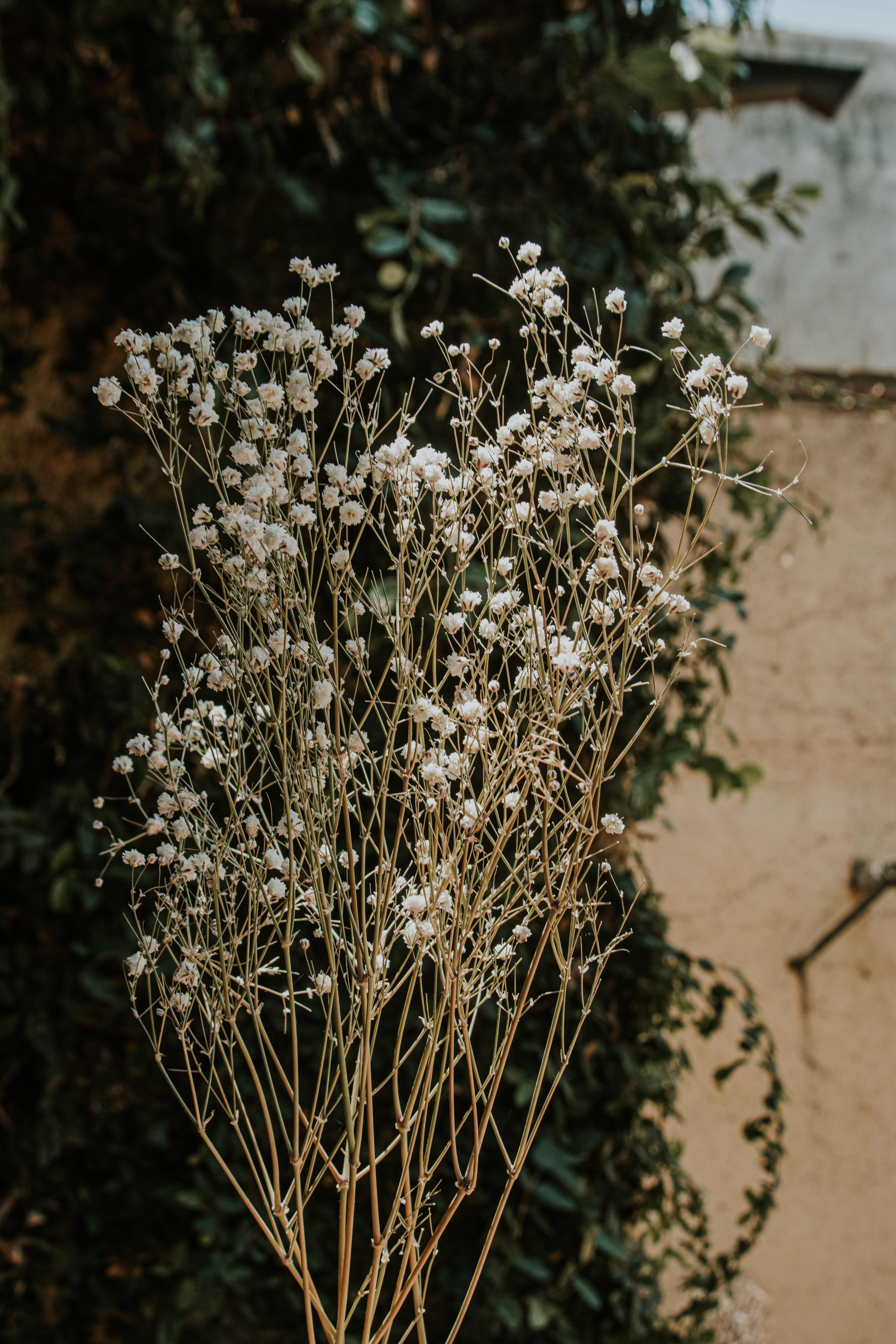 How long can baby's breath live without water? 