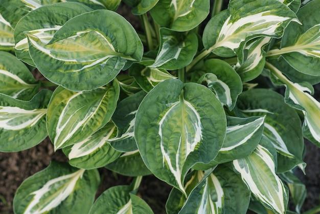 How many years do hostas live? 