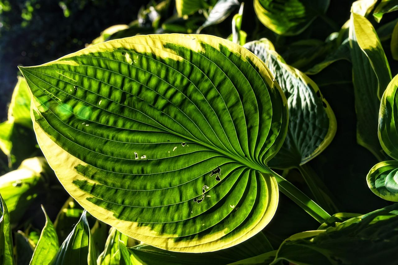 How many years do hostas live? 