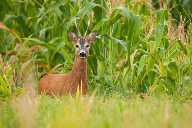 How long does it take deer to find corn? 