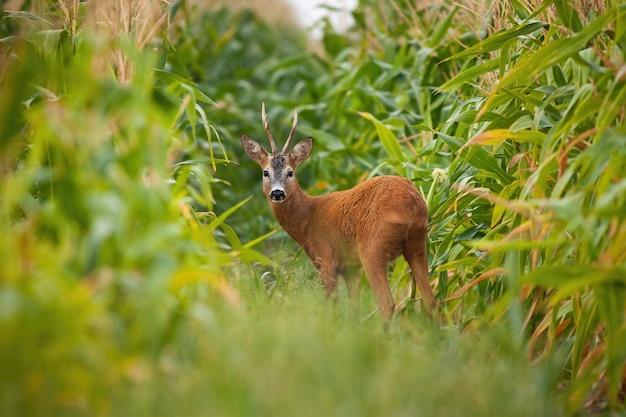 How long does it take deer to find corn? 