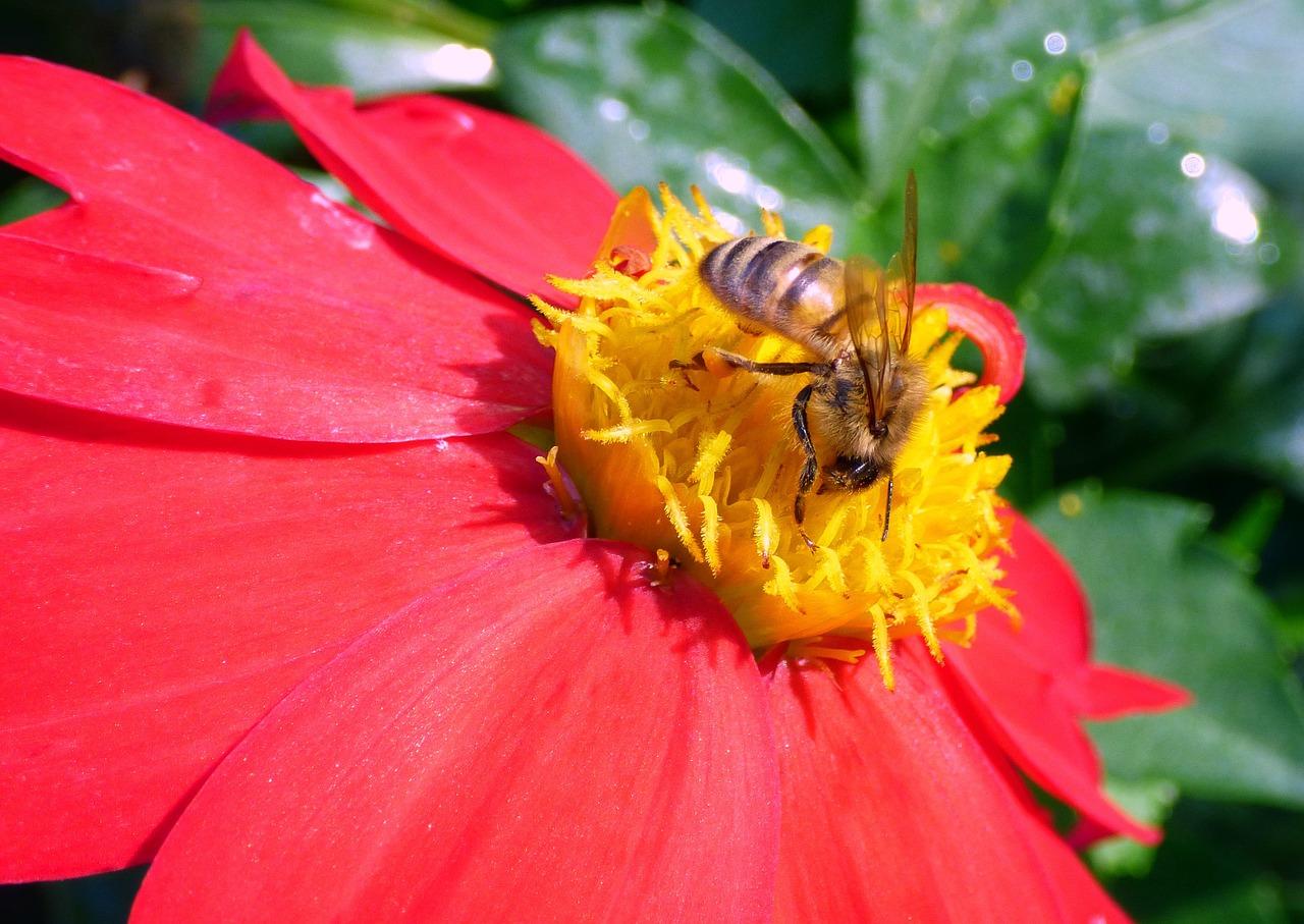 How long will bees chase you? 