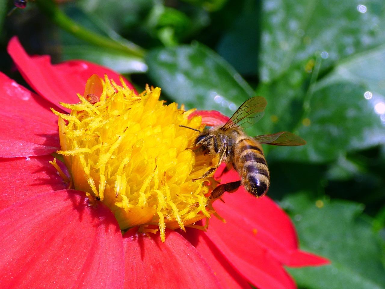 How long will bees chase you? 