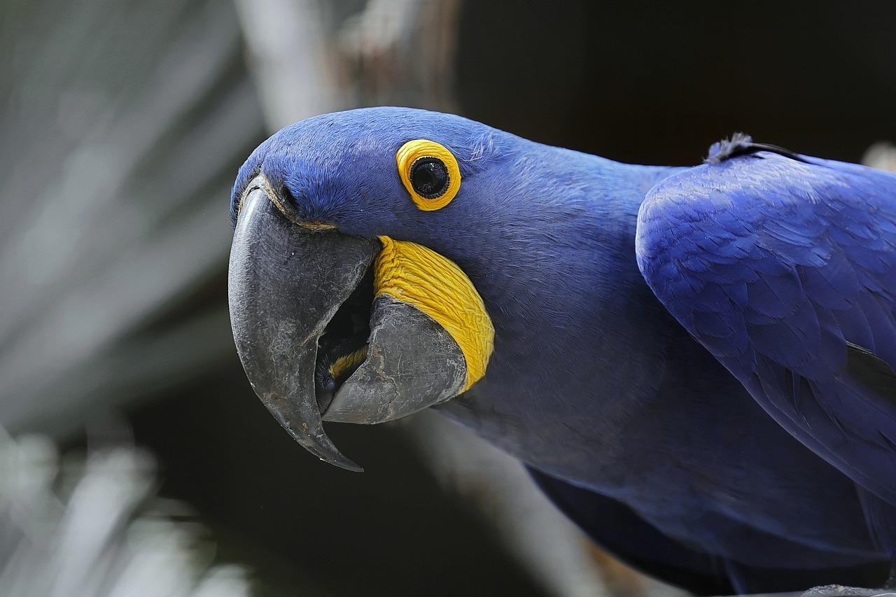 How Many Hyacinth Macaws Are Left in the World 2022? GCELT