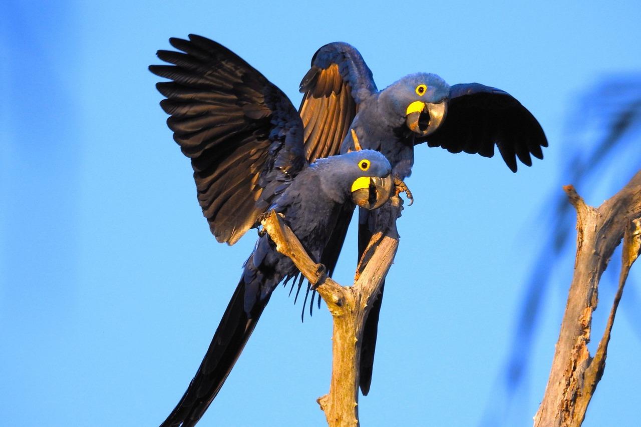 How many hyacinth macaws are left in the world 2022? 