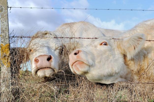 How much can you make on 100 head of cattle 