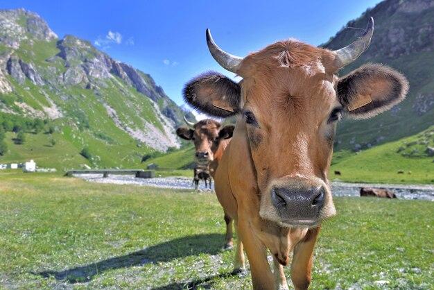 How much can you make on 100 head of cattle 