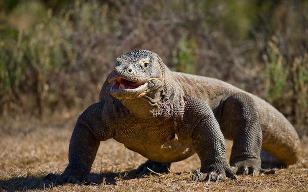 How much does a Komodo dragon cost 