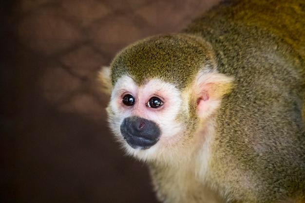 How much does a squirrel monkey cost 
