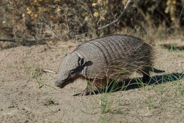 How much does an armadillo cost 