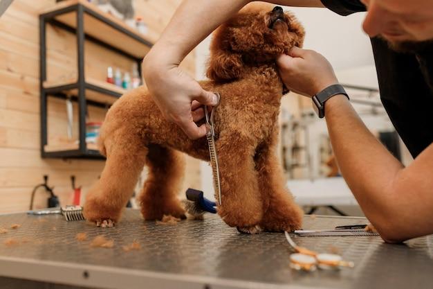 How much does it cost to sedate a dog for nail trimming? 