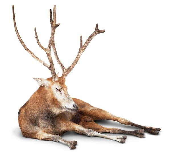 How much is a dead deer worth? 