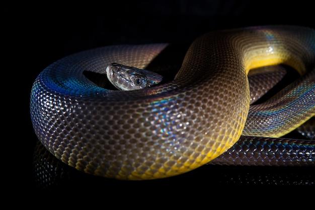 How much is a rainbow python 