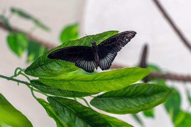 How rare is a black butterfly 