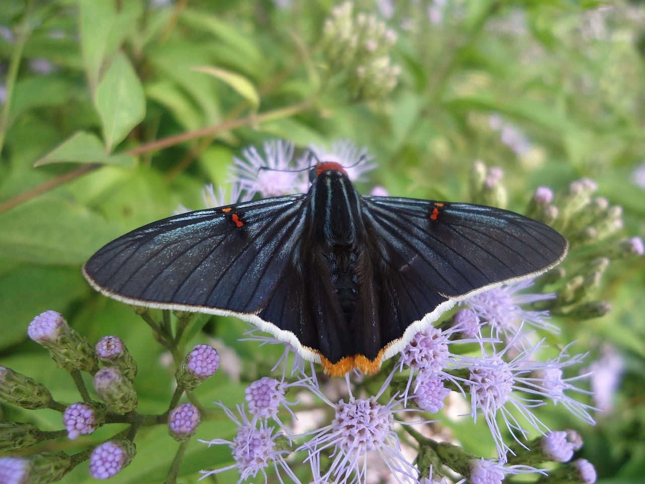 How rare is a black butterfly 