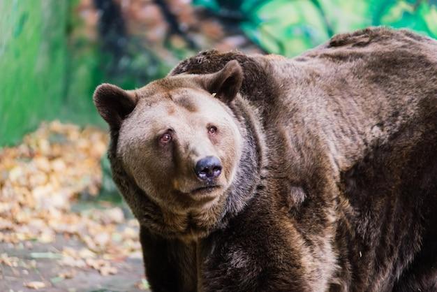 How strong is a Kodiak bear bite force 