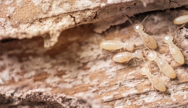 How do I get rid of ants in my bagged mulch 