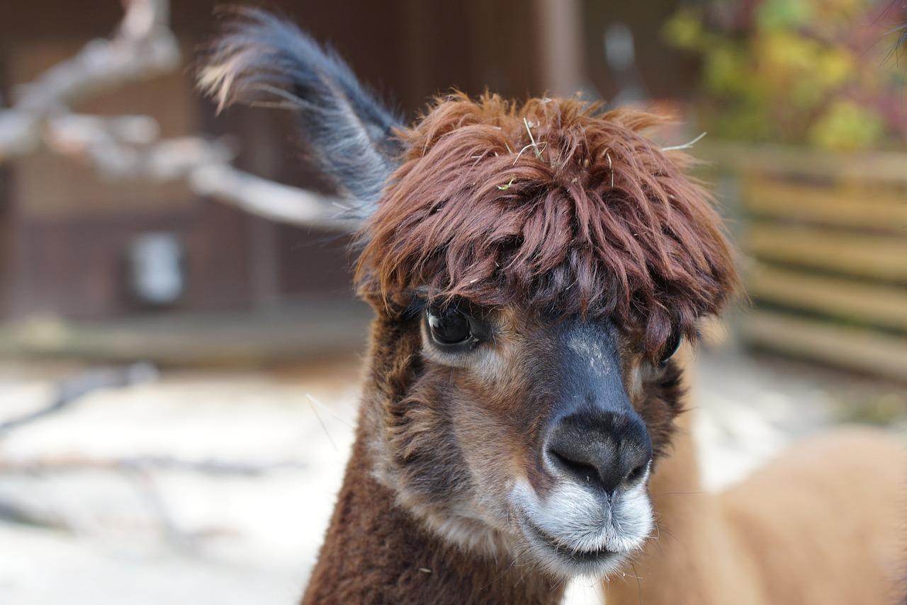 How do you get the smell out of alpaca wool? 