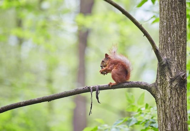 How do I keep squirrels from pooping on my patio? 