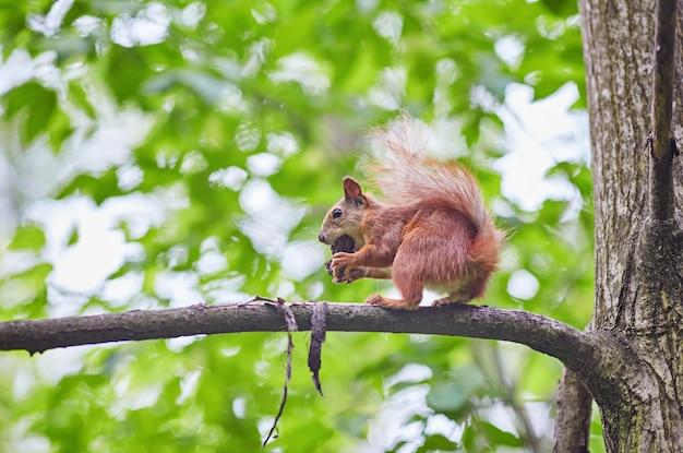 How do I keep squirrels from pooping on my patio? 