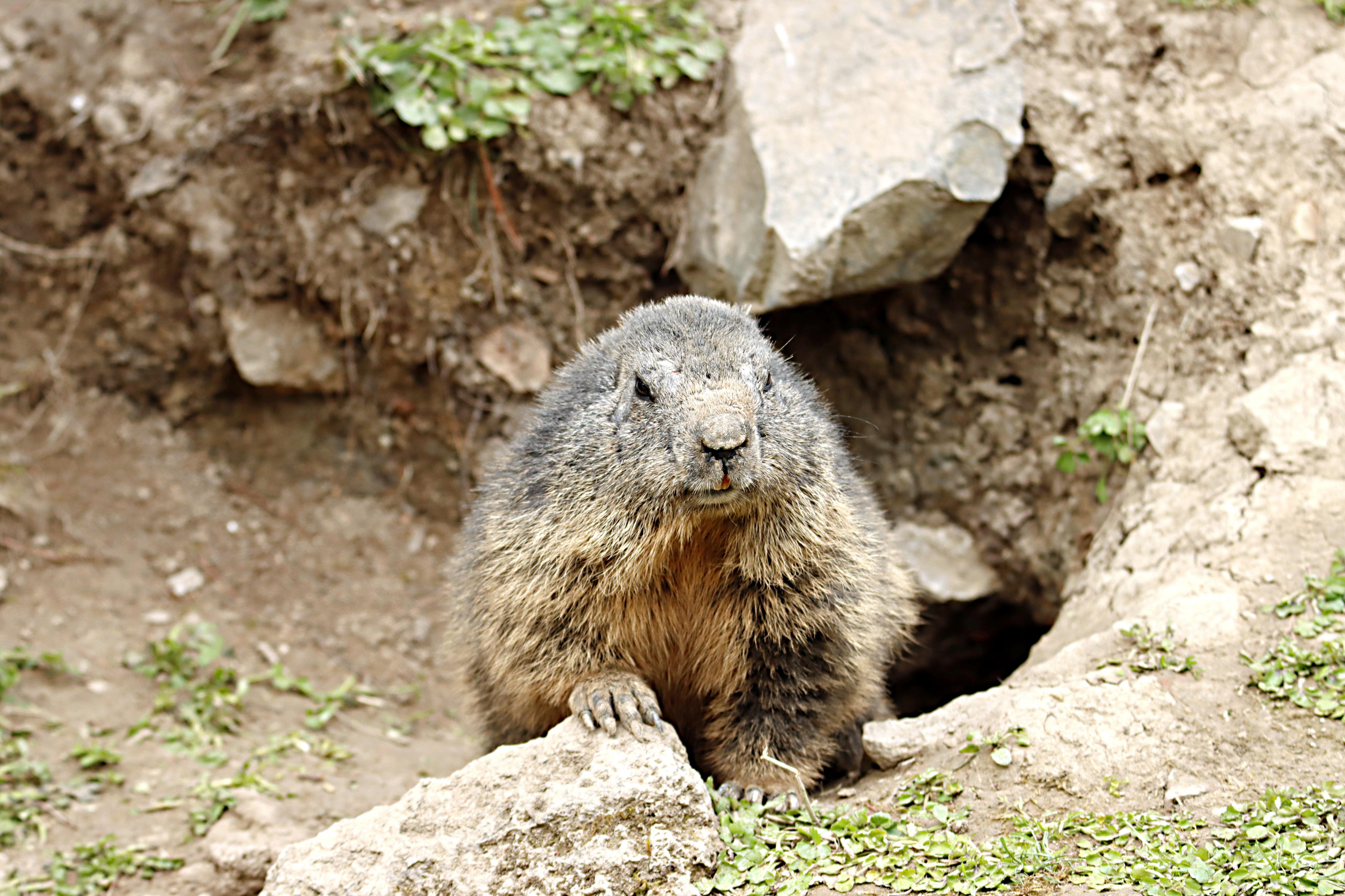 How do you smoke a groundhog? 