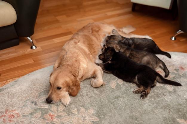 How do you know if your mother dog is rejecting her puppies 