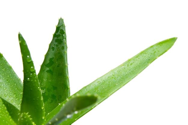 How do you apply aloe vera to your vagina 