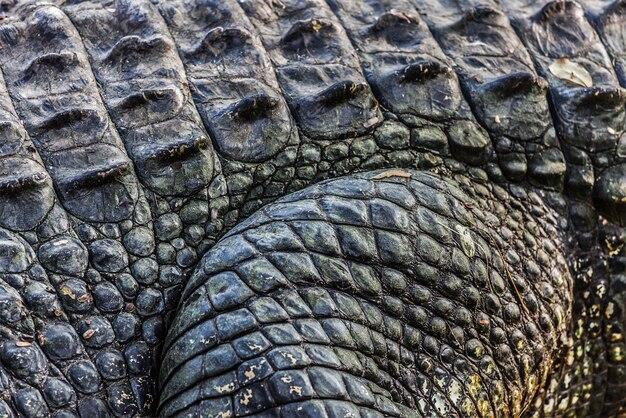 How tough is crocodile hide? 