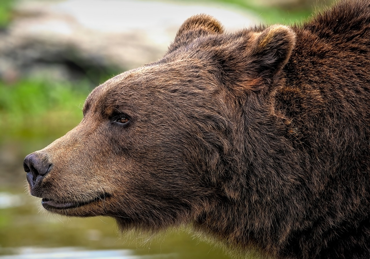 How do you tell if a bear is stalking you? 