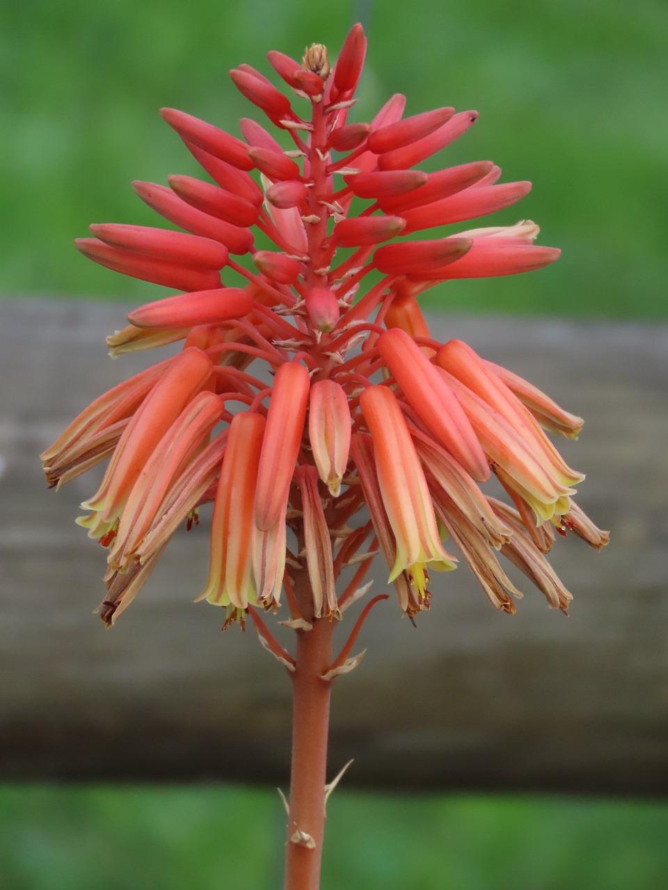 Is Aloe Vera flower lucky? 