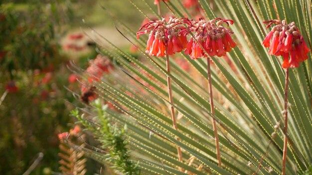 Is Aloe Vera flower lucky? 