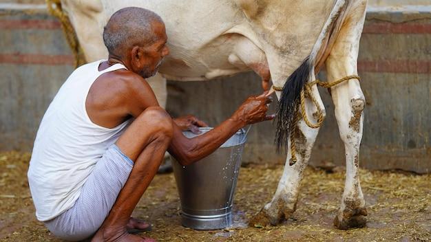 Is Amul gold milk is buffalo milk? 