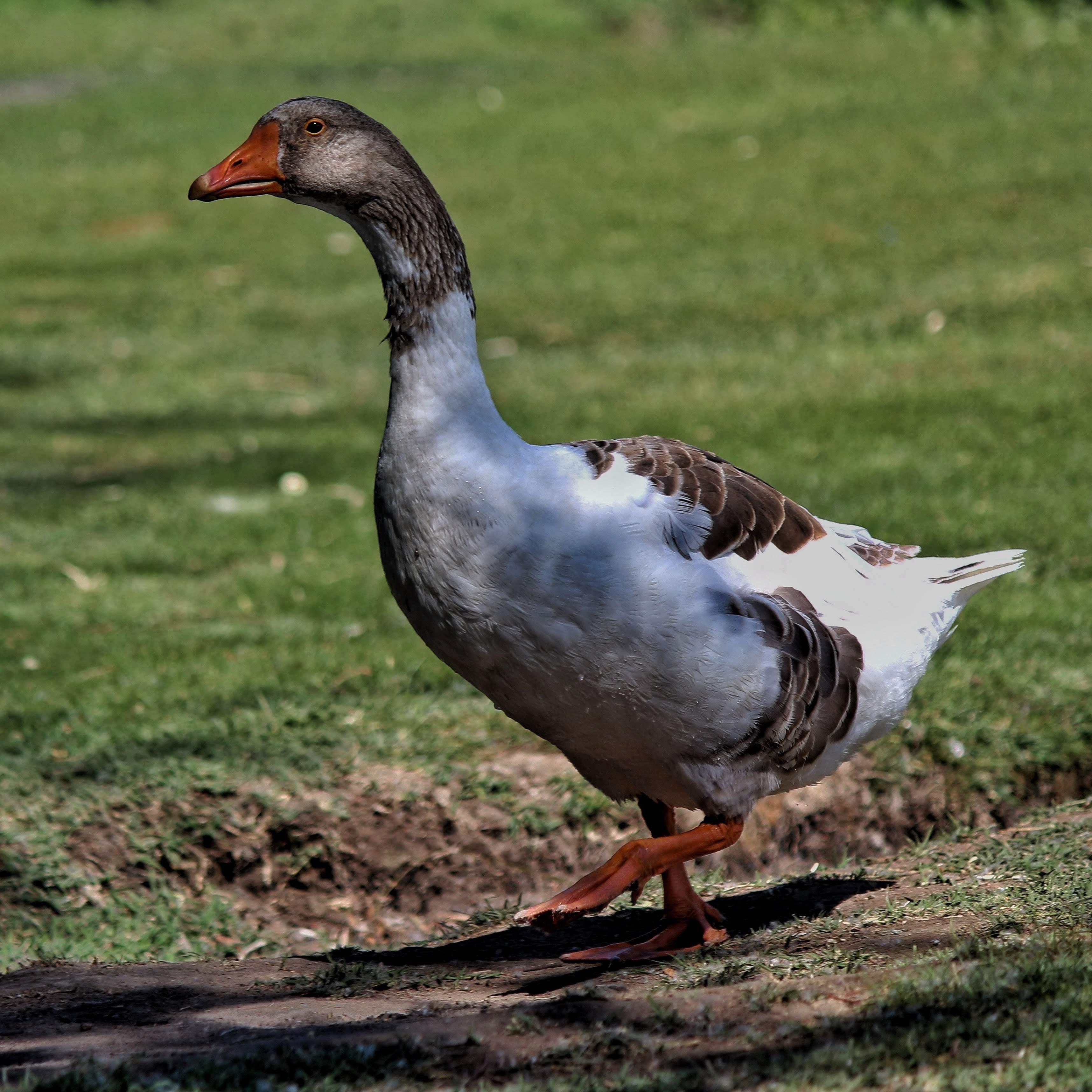 Is GREY Goose made in Russia 