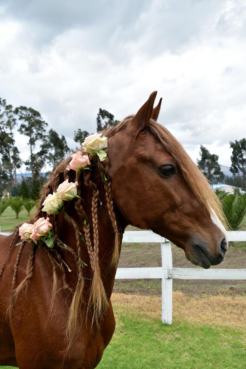 Is horse muck good for roses? 