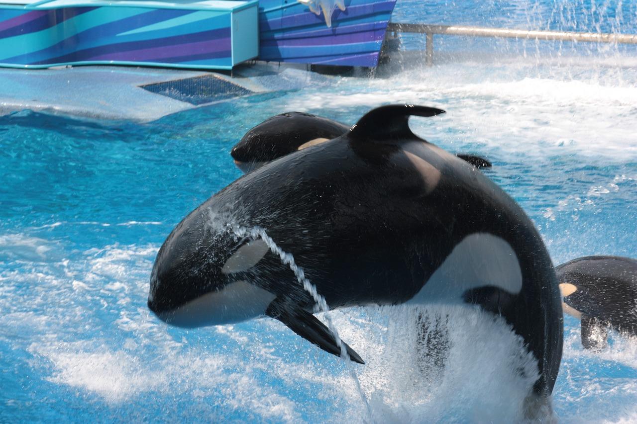 Is SeaWorld Florida closing down 