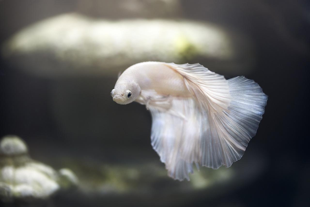 How long is the memory of a betta fish? 