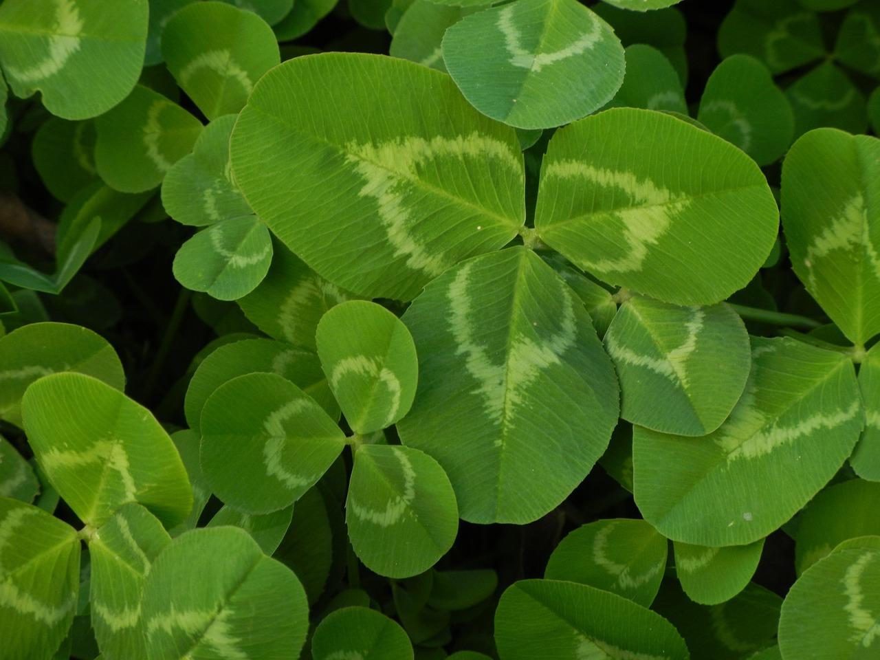 Is there a 10 leaf clover? 