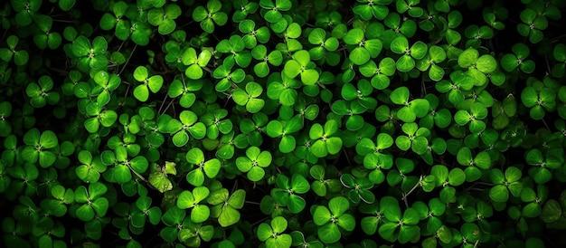 Is there a 9 leaf clover? 